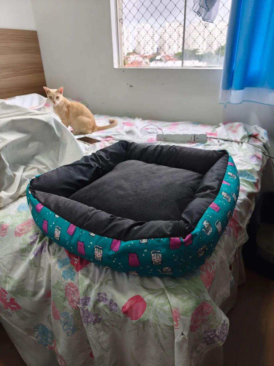 CAMINHA PET