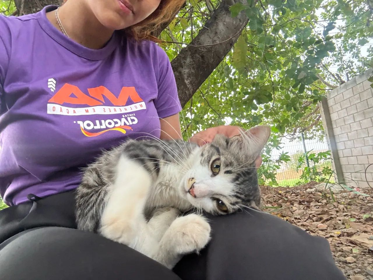 Gato  - Foto 3