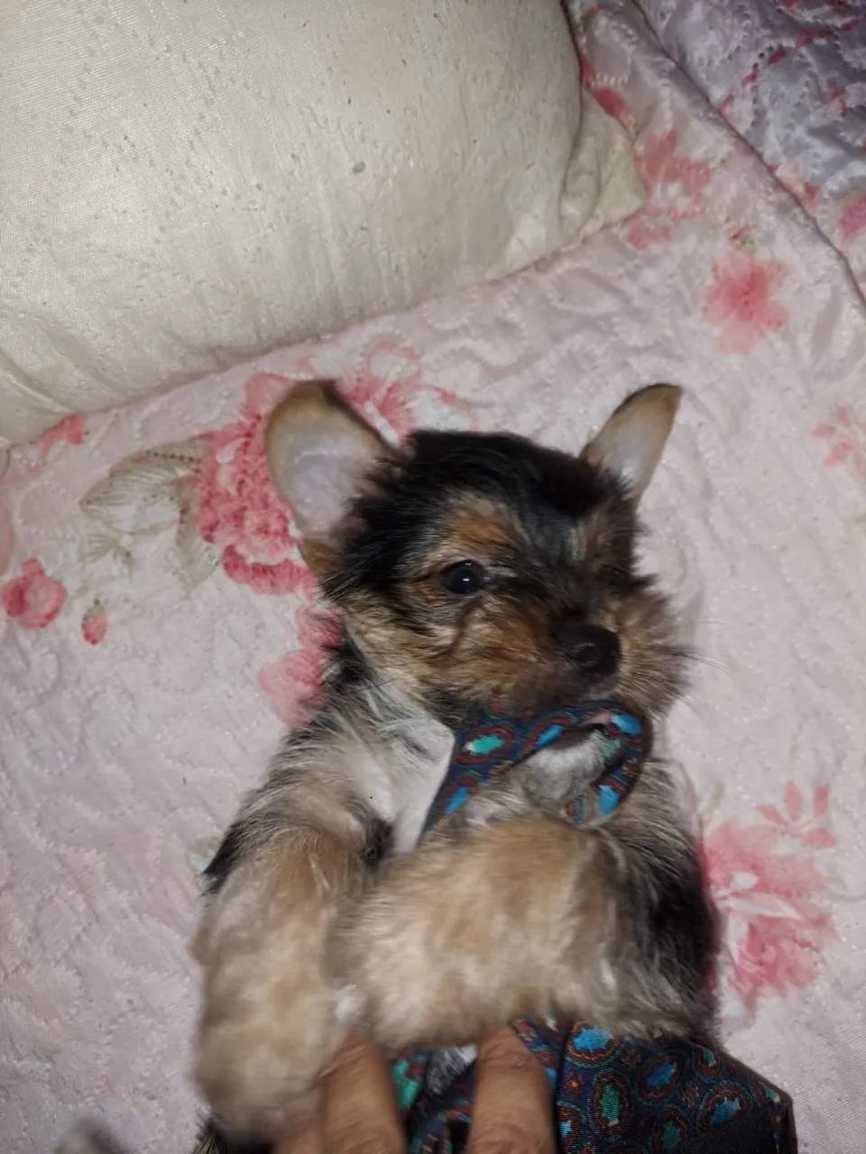 Filhote yorkshire  - Foto 3