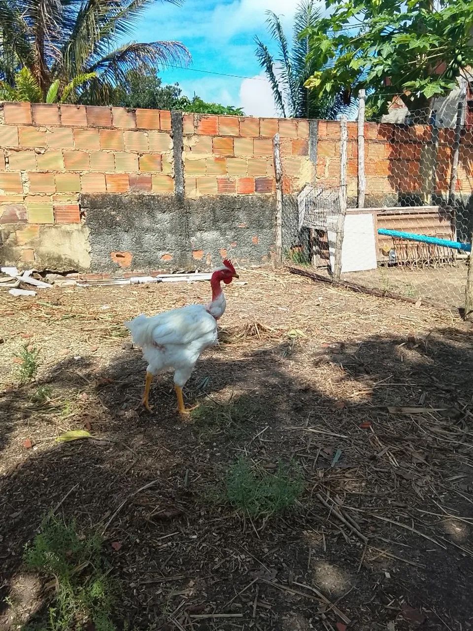 Vendo Frango GSB.  - Foto 2