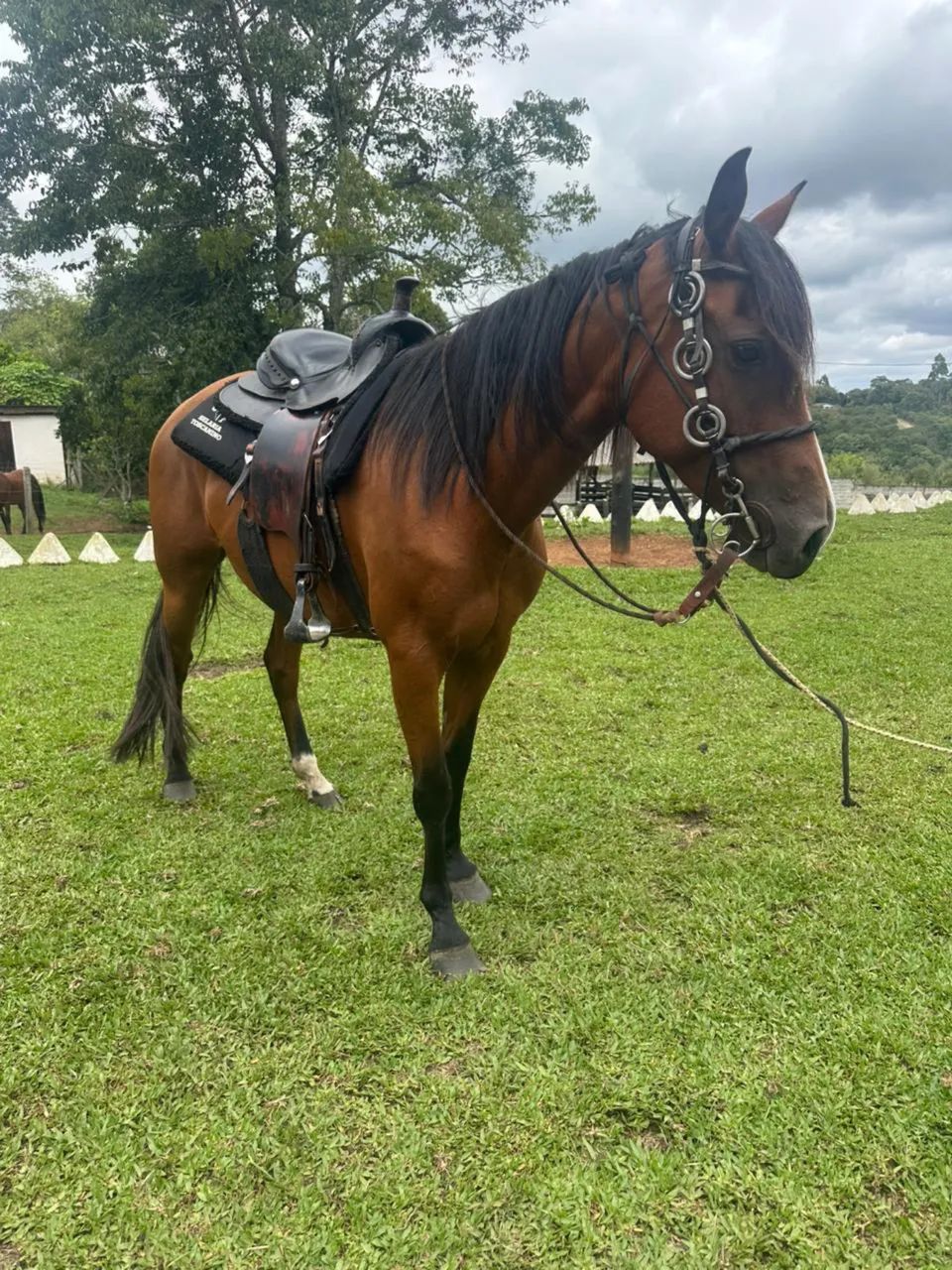 Égua Manga Larga - Foto 4