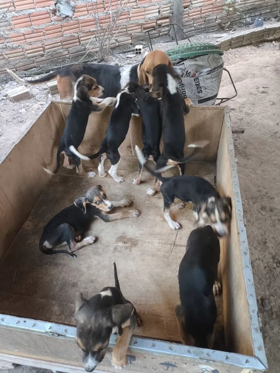 Cachorro Fox hounds americanos - Foto 4