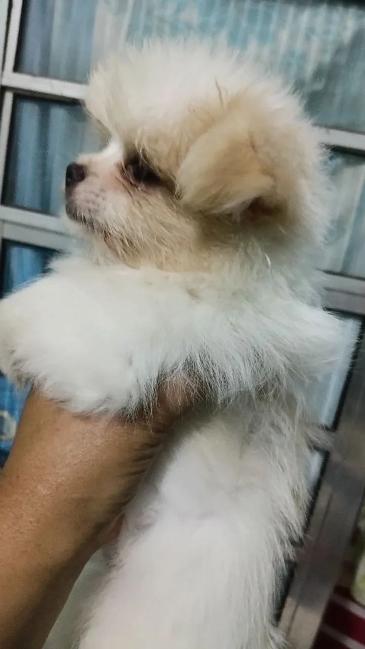 Lulu X shihtzu  - Foto 2