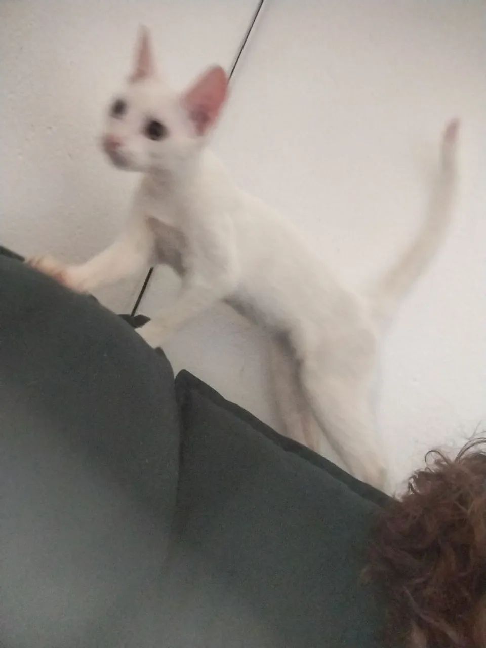 Gato - Foto 4