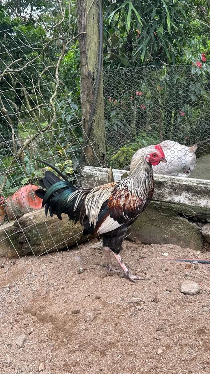 Vende-se galo Fênix Prata - Foto 3