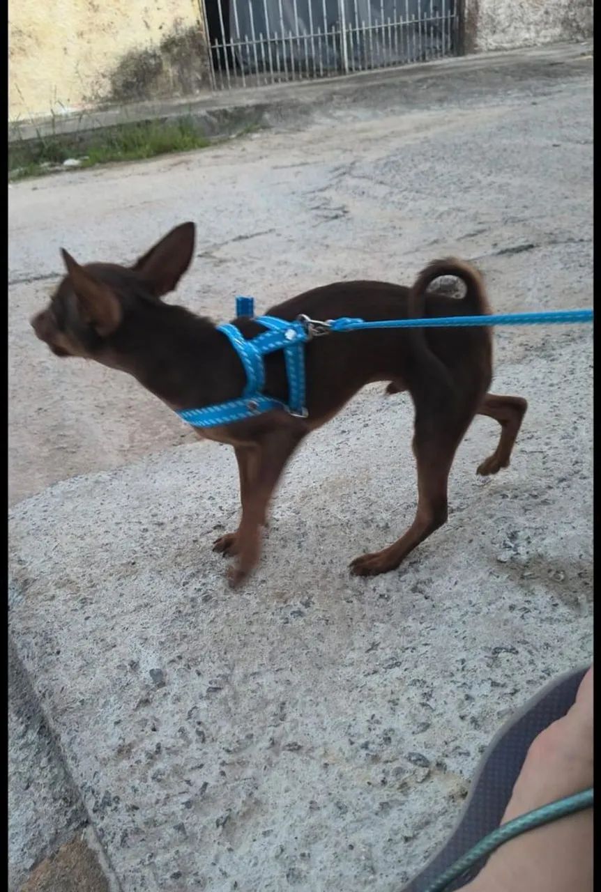 Pinscher macho chocolate - Foto 2