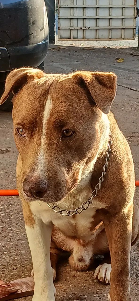 Cachorro - Foto 2