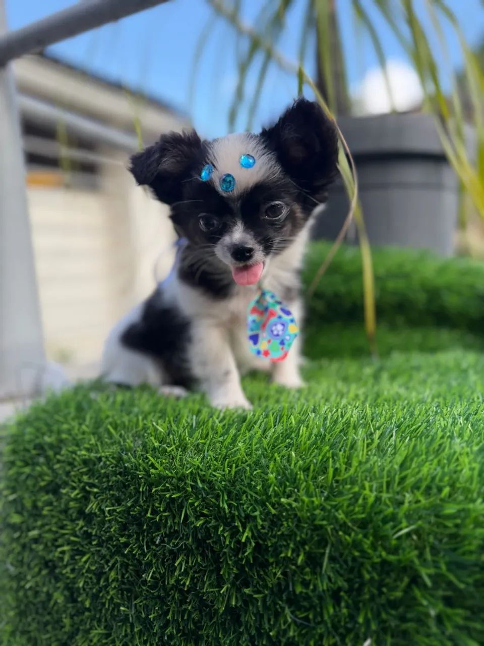 Chihuahua Machinho  - Foto 4