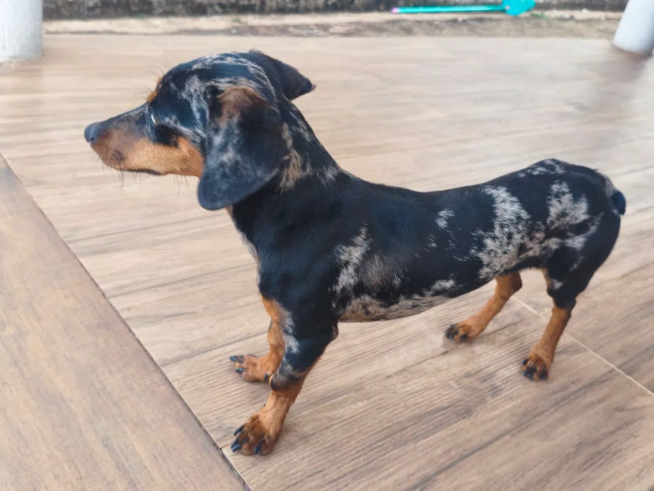 Cofap(Dachshund) com Pinscher - Foto 3