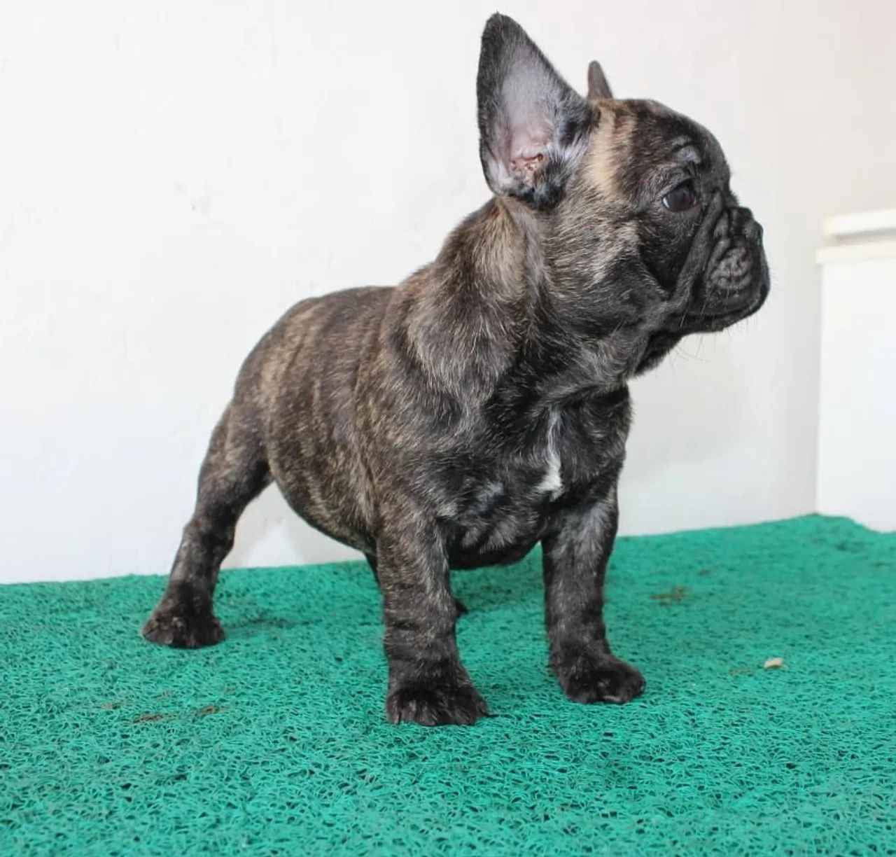 Buldogue francês  - Foto 2