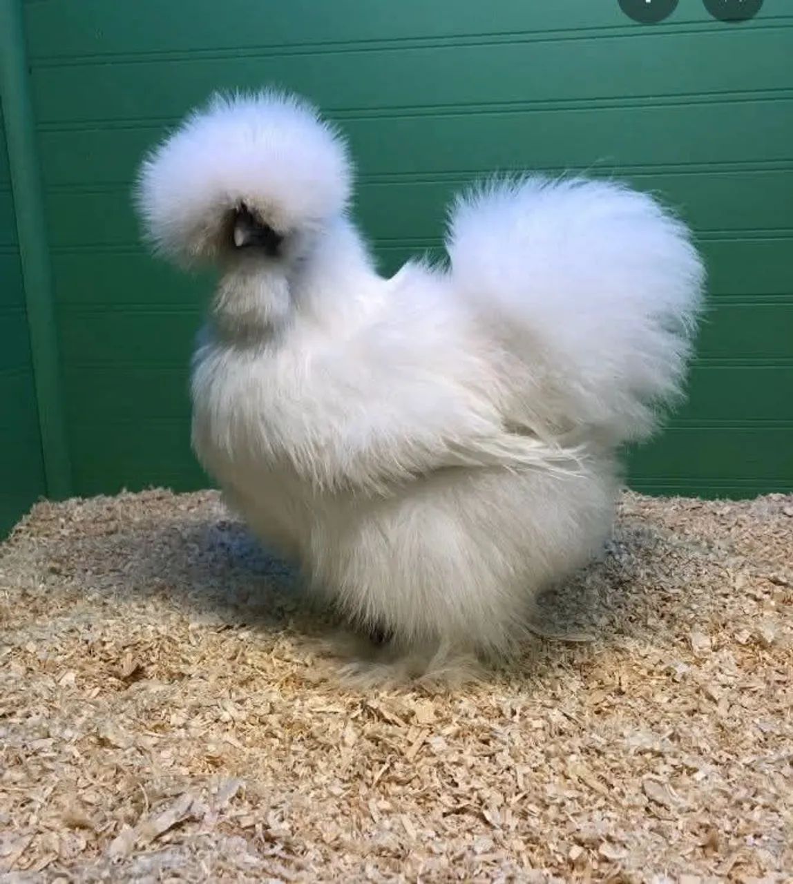 Filhotes de galinha sedosa do Japão  - Foto 2