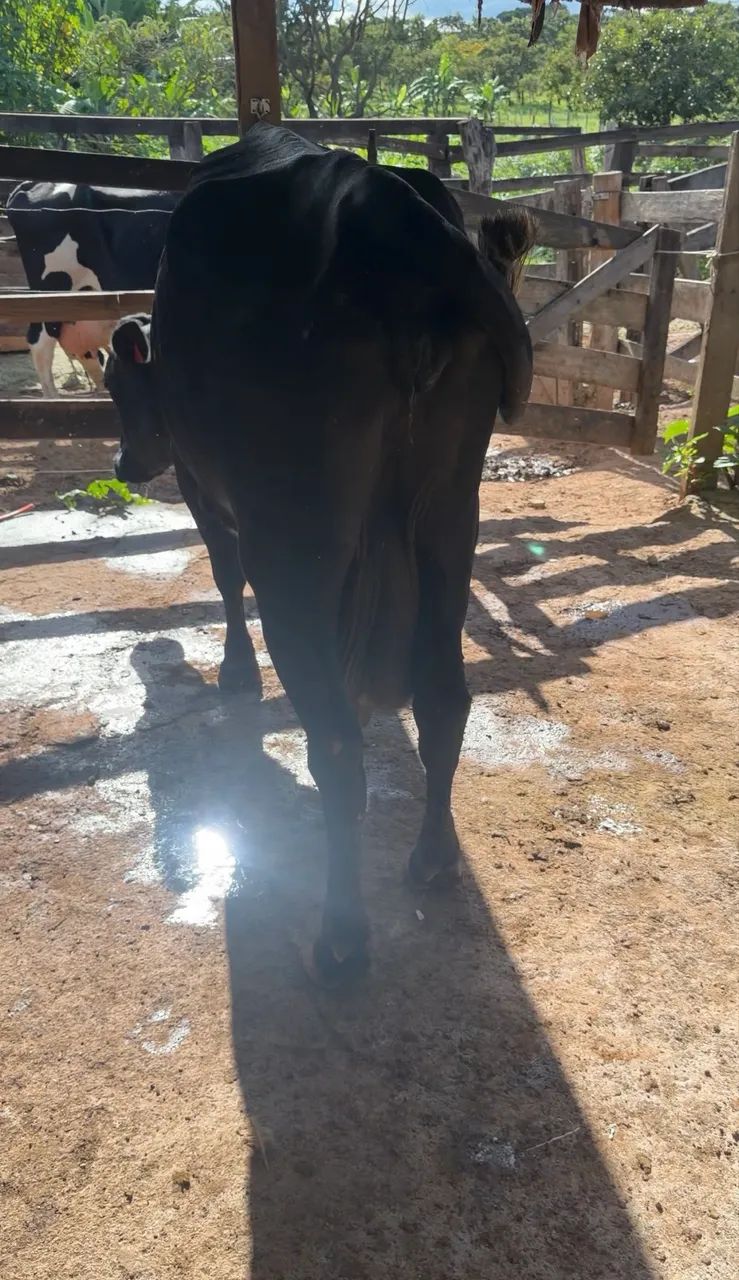 Vacas e bezerras leiteiras e cruzadas  - Foto 4