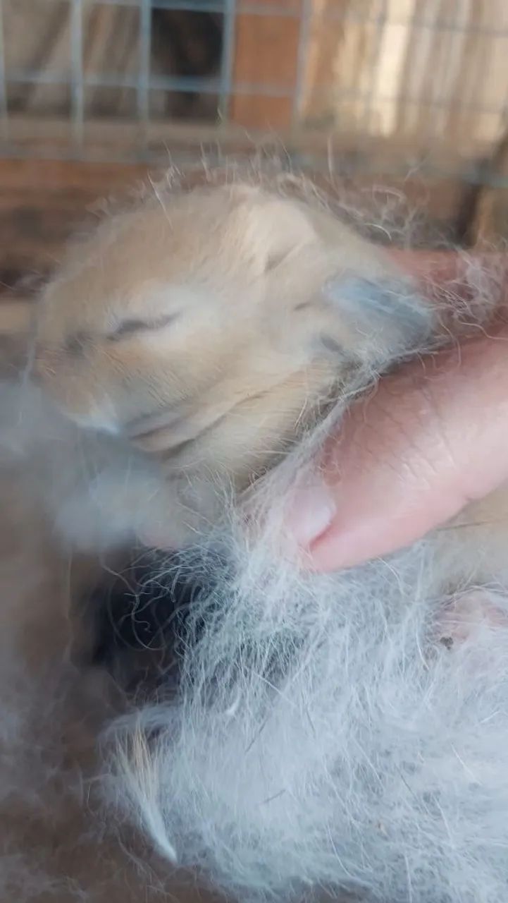 Filhotes de Mini Coelho Lop Disponíveis para reserva PantufaXNhoque - Foto 3