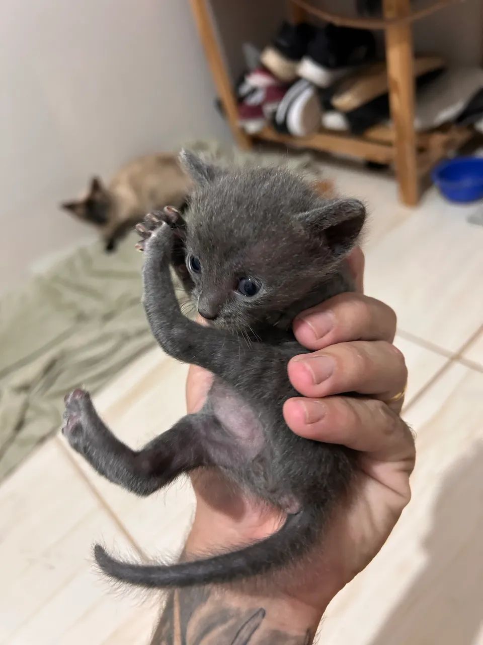 Gato - Foto 3