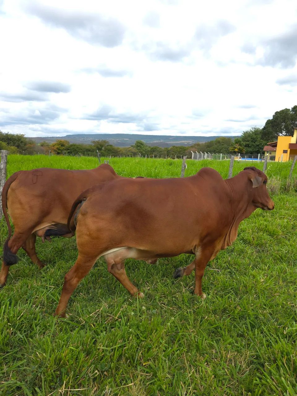 Vaca Sindi - Foto 2