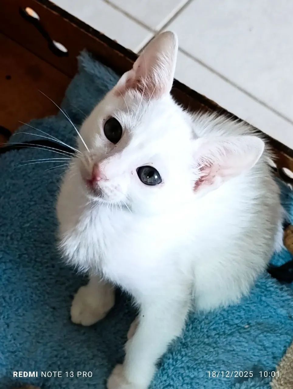 Gatinha filhote para adoção  - Foto 2