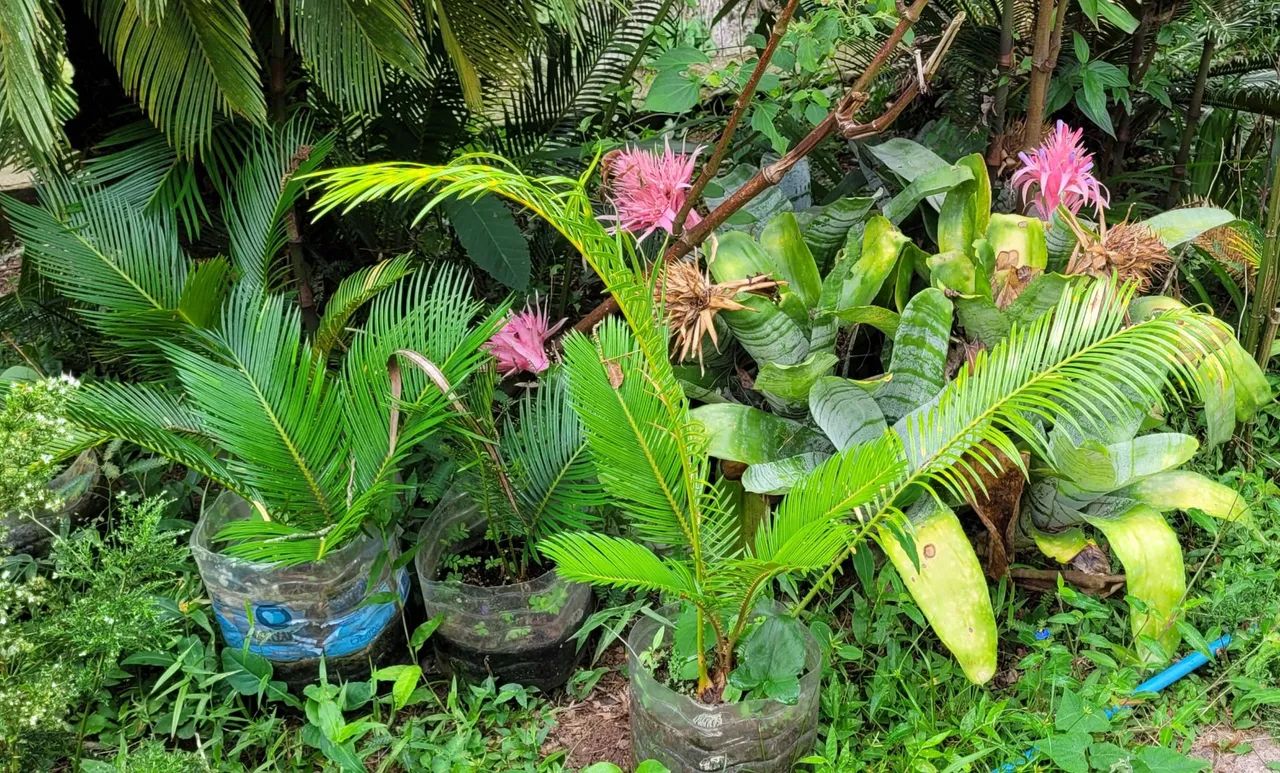 Mudas de Cica a partir de R$ 10 - Foto 2