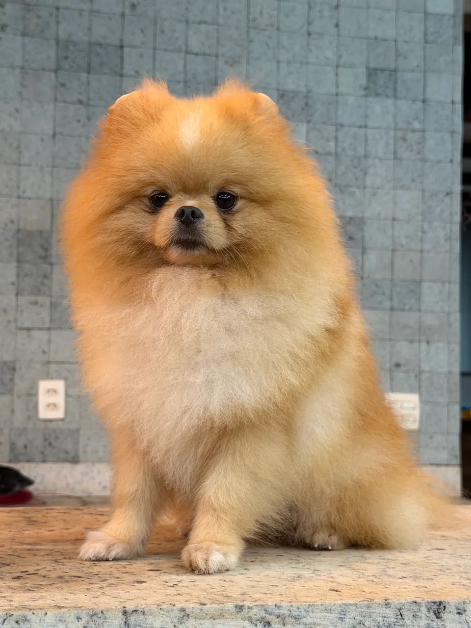 Lulu da pomerania padreador  - Foto 6