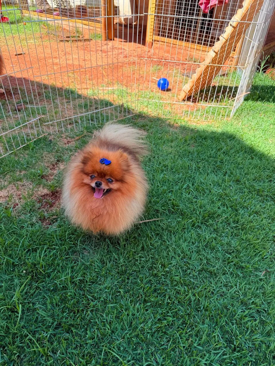 Macho spitz alemão anão  - Foto 2