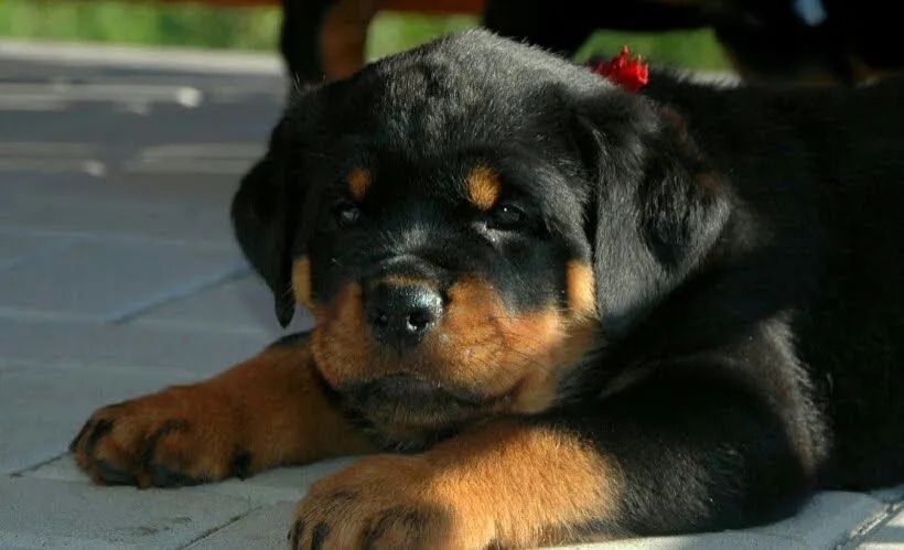 Belos rottweiler alemão  - Foto 2