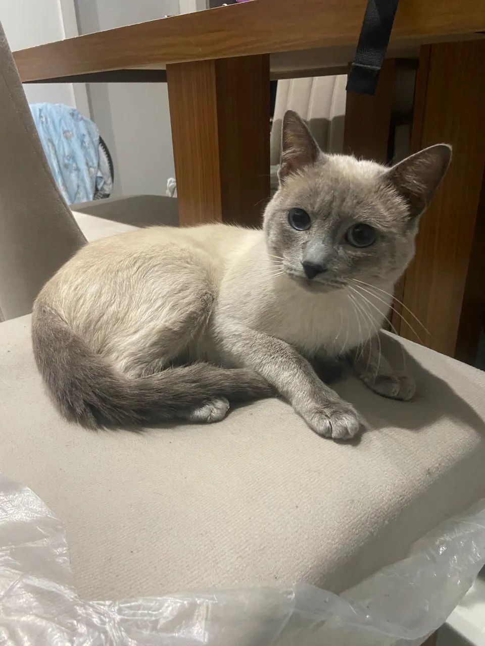 Doação gato - Foto 3
