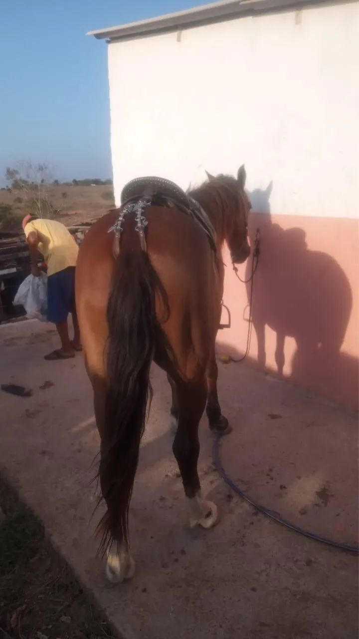 Cavalo baixeiro - Foto 3