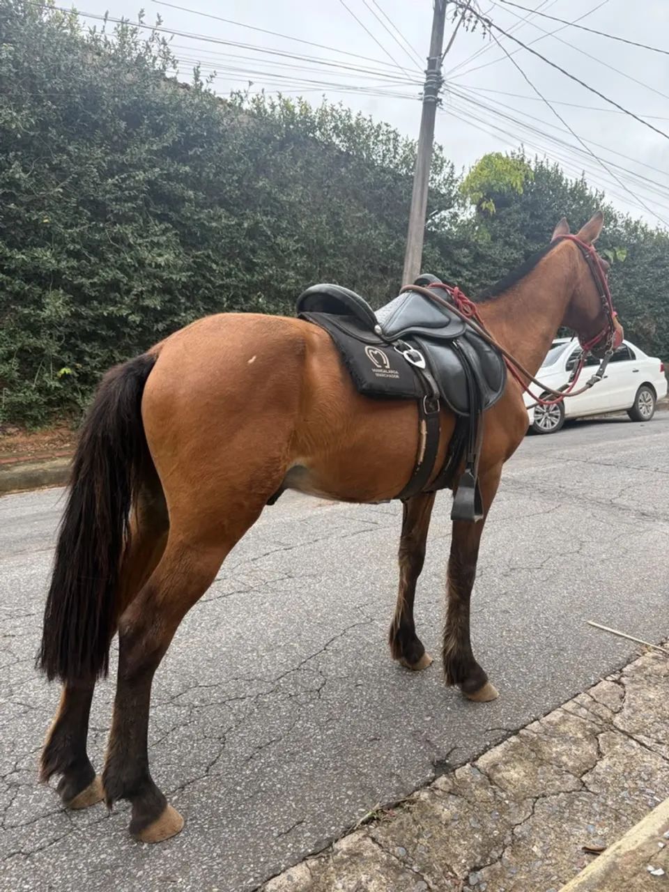 Cavalo  - Foto 2