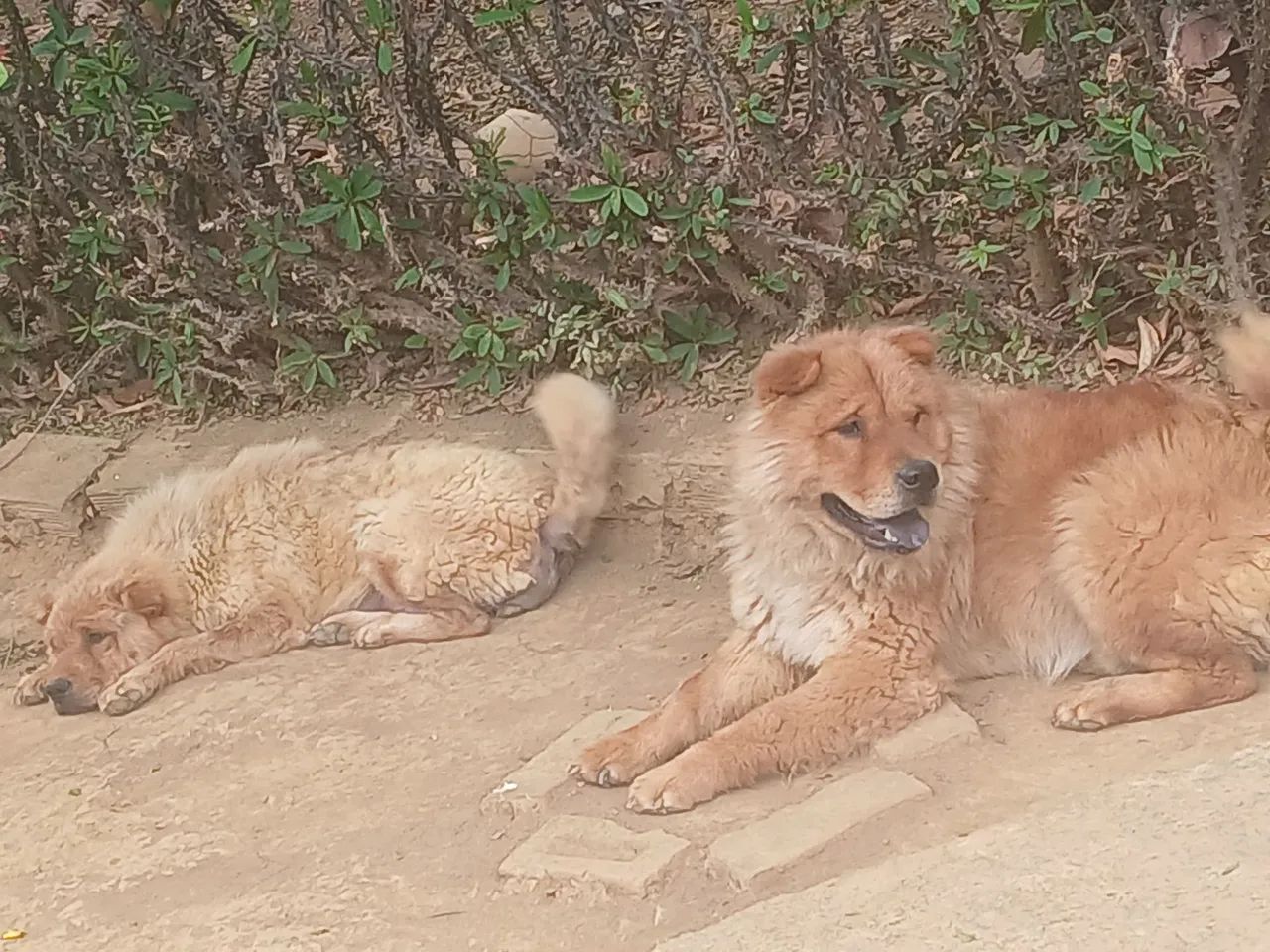 Cachorros da língua roxa chow chow  - Foto 5