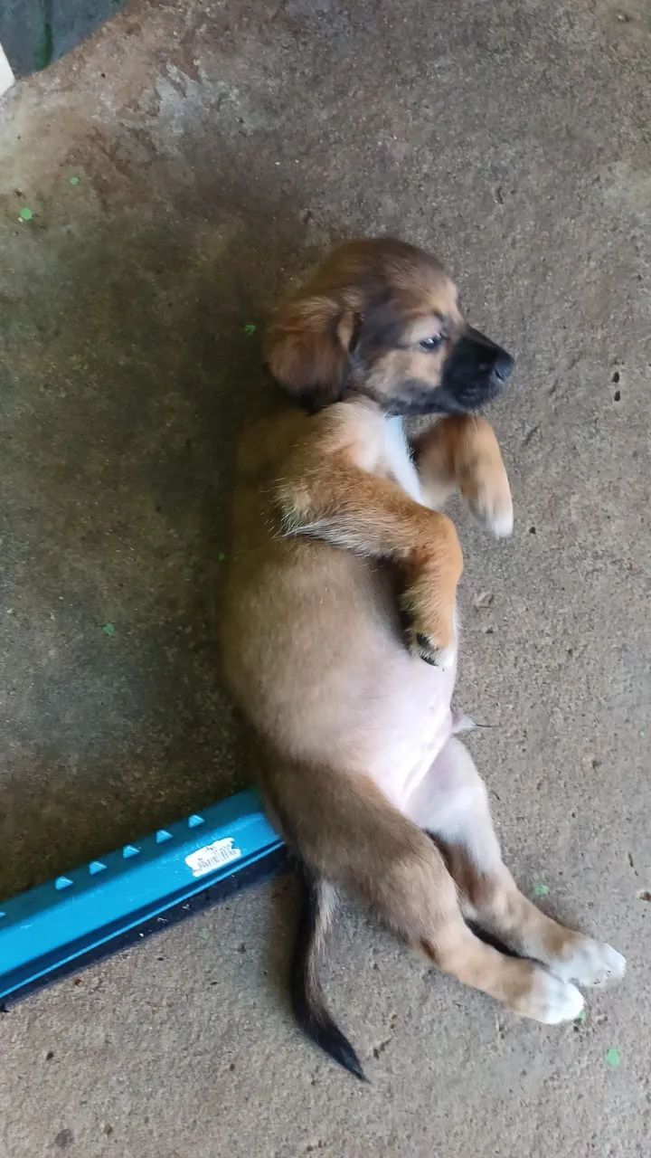 Adoção do cachorrinho  - Foto 3