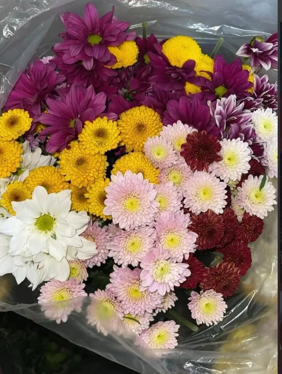 Pacote flores do campo 