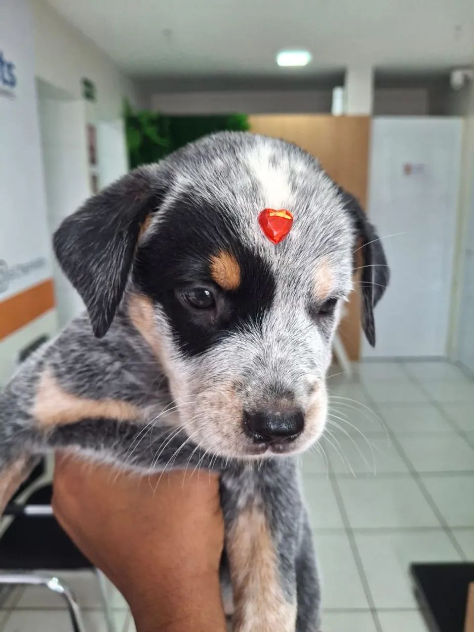 Filgote de Blue Heeler.  - Foto 4