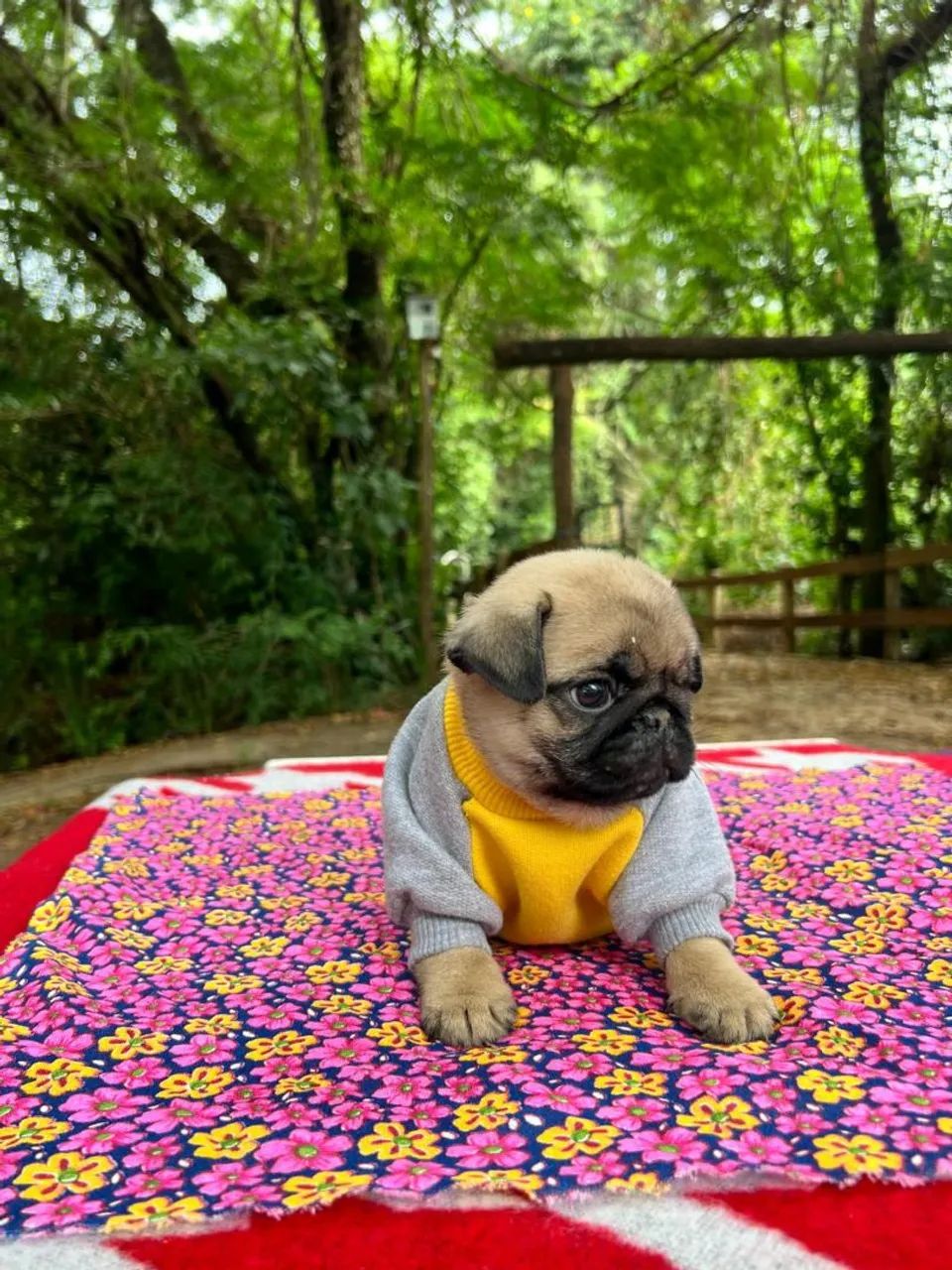 Filhote de pug  - Foto 2