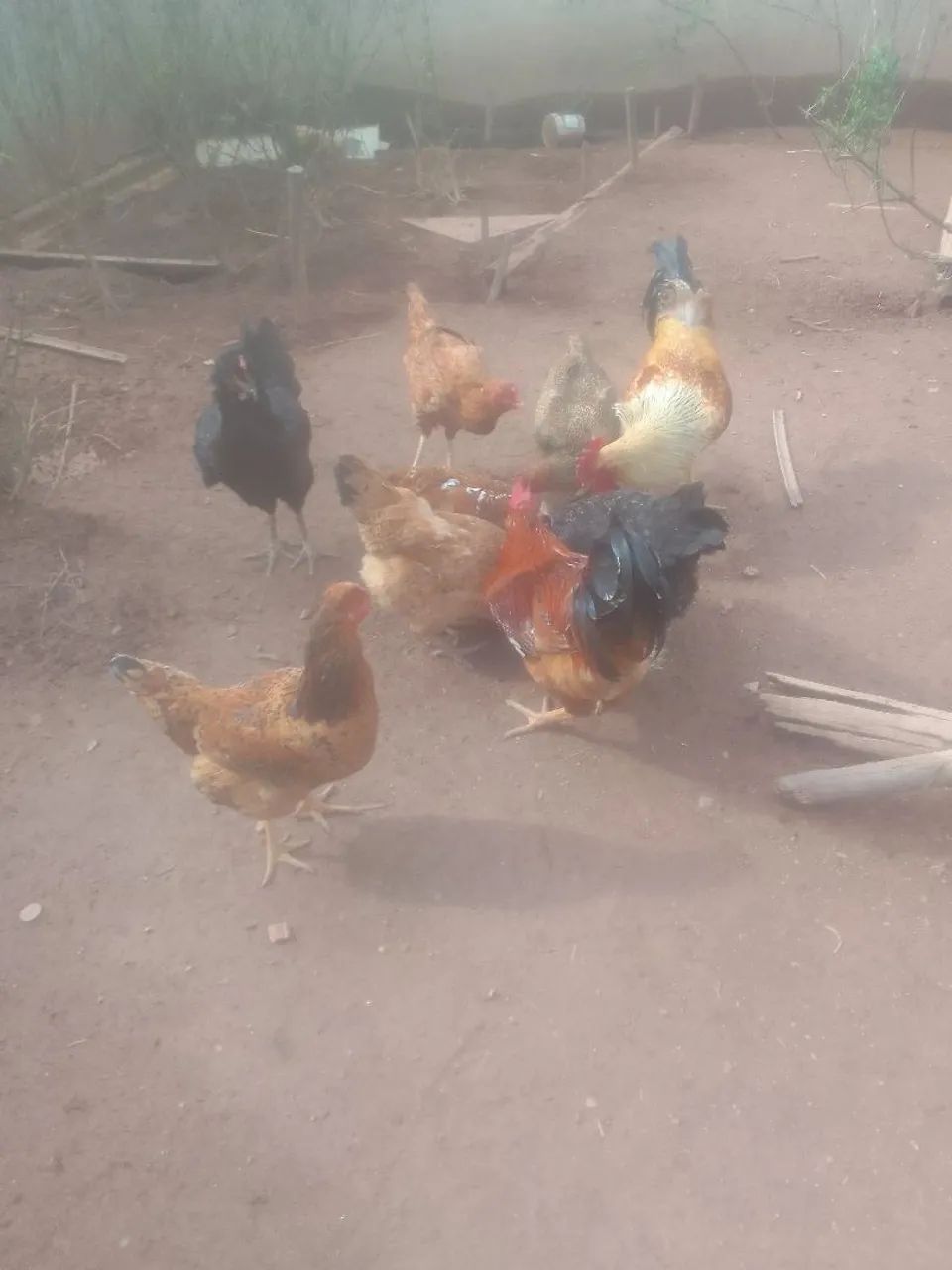 Vendas galos, galinhas, várias raças  - Foto 3