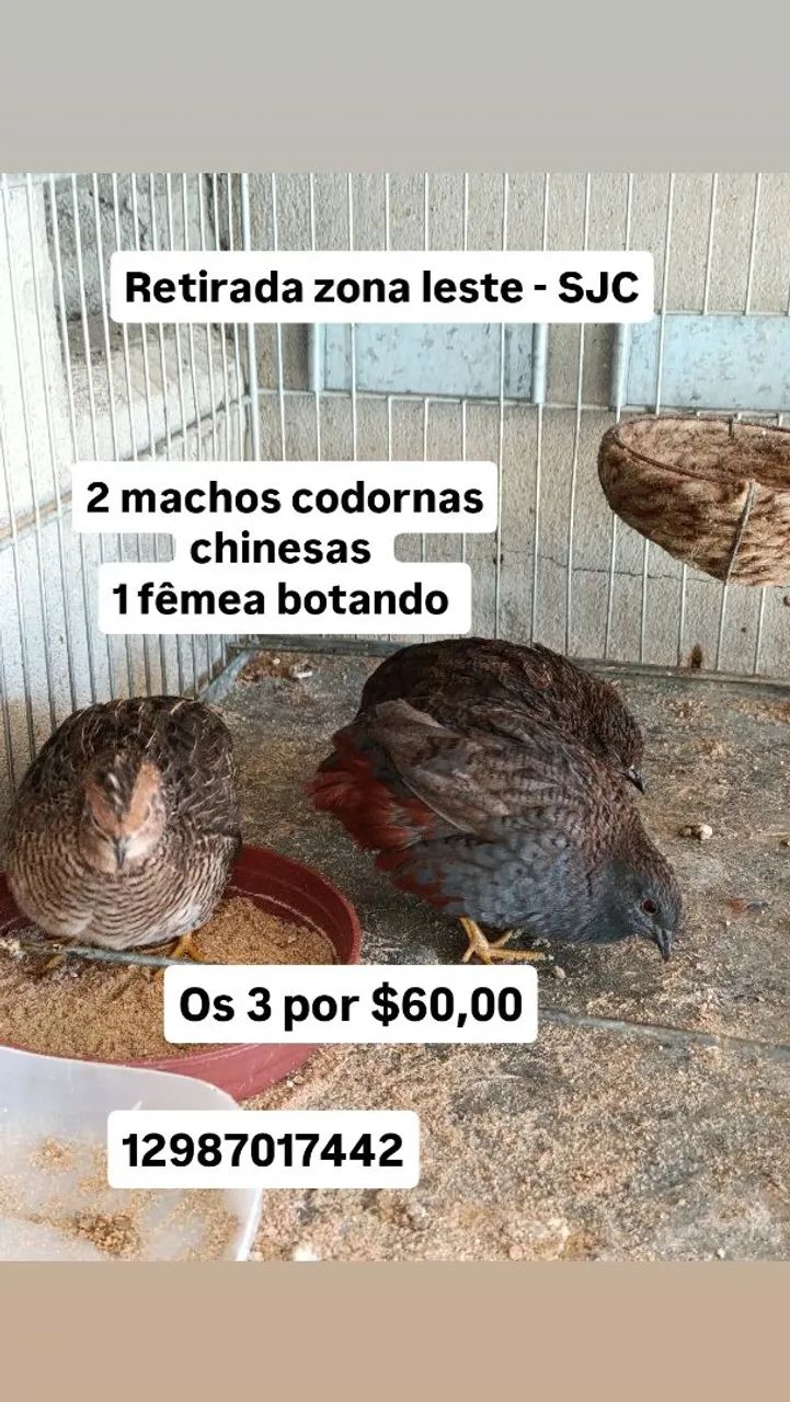 Codornas chinesas 