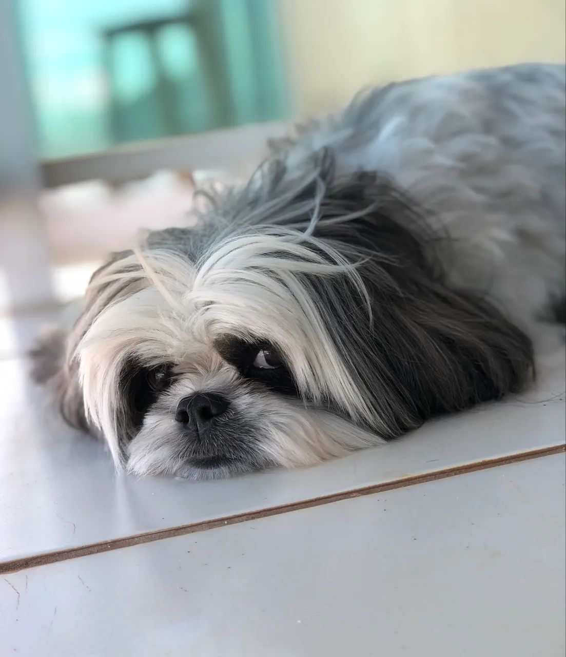Doação de cachorro  - Foto 3