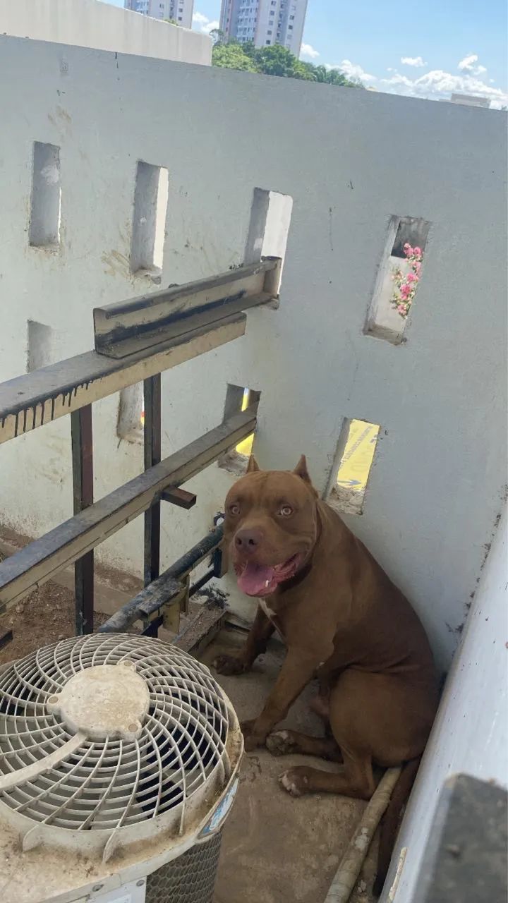 Filhote de Pit bull  - Foto 3
