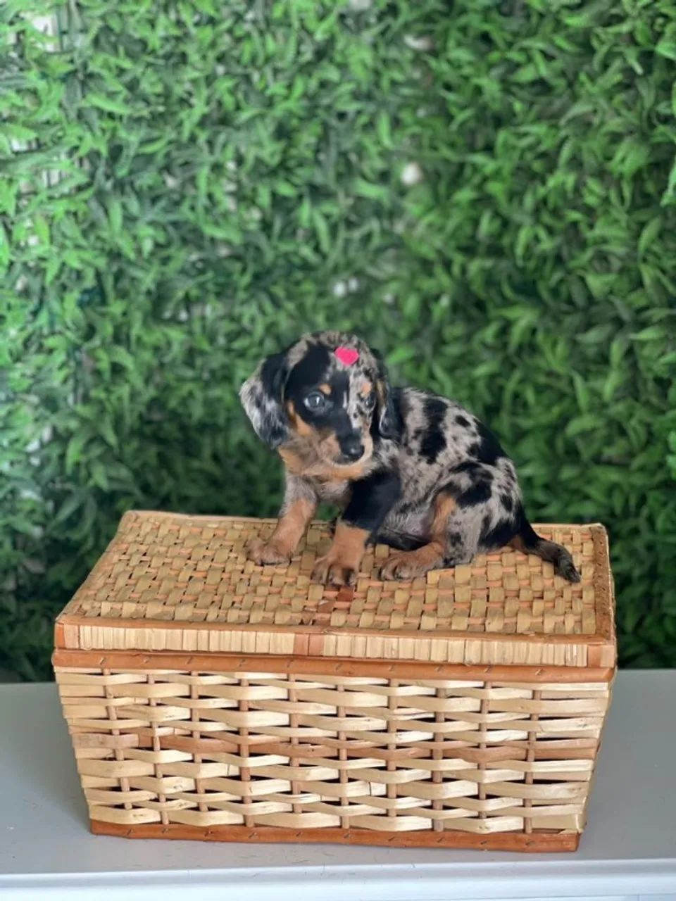 Dachshund padrão