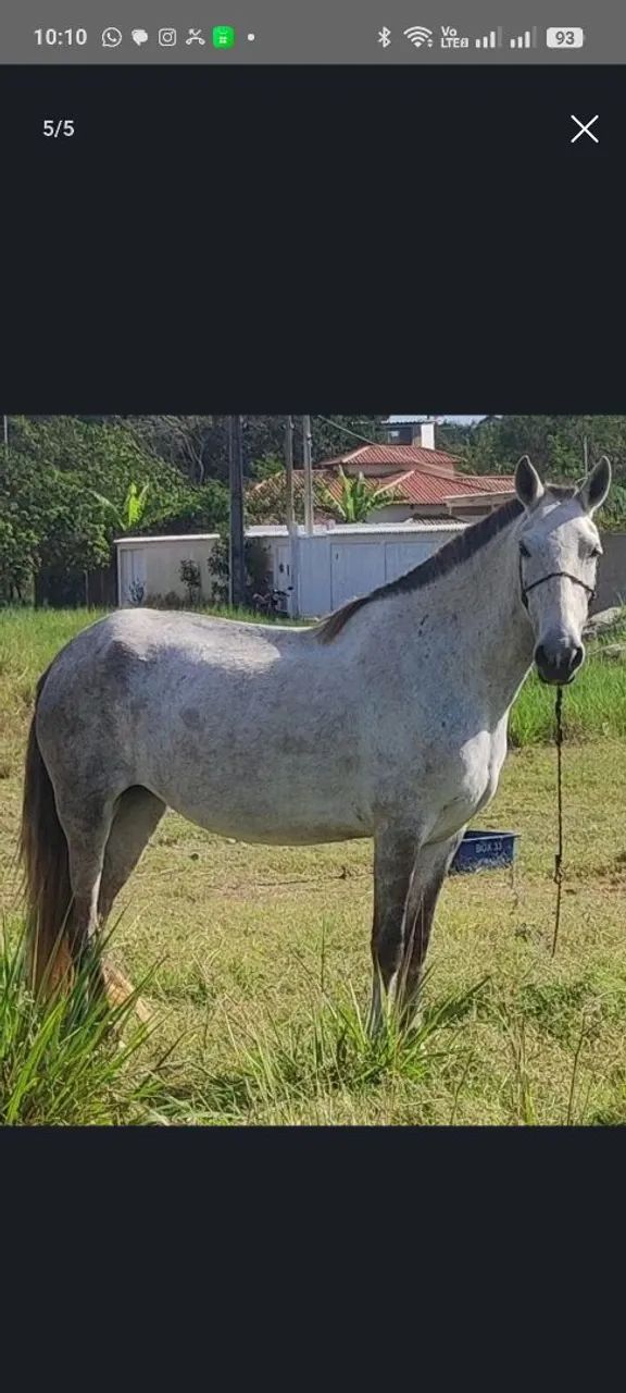 Égua parida  - Foto 2