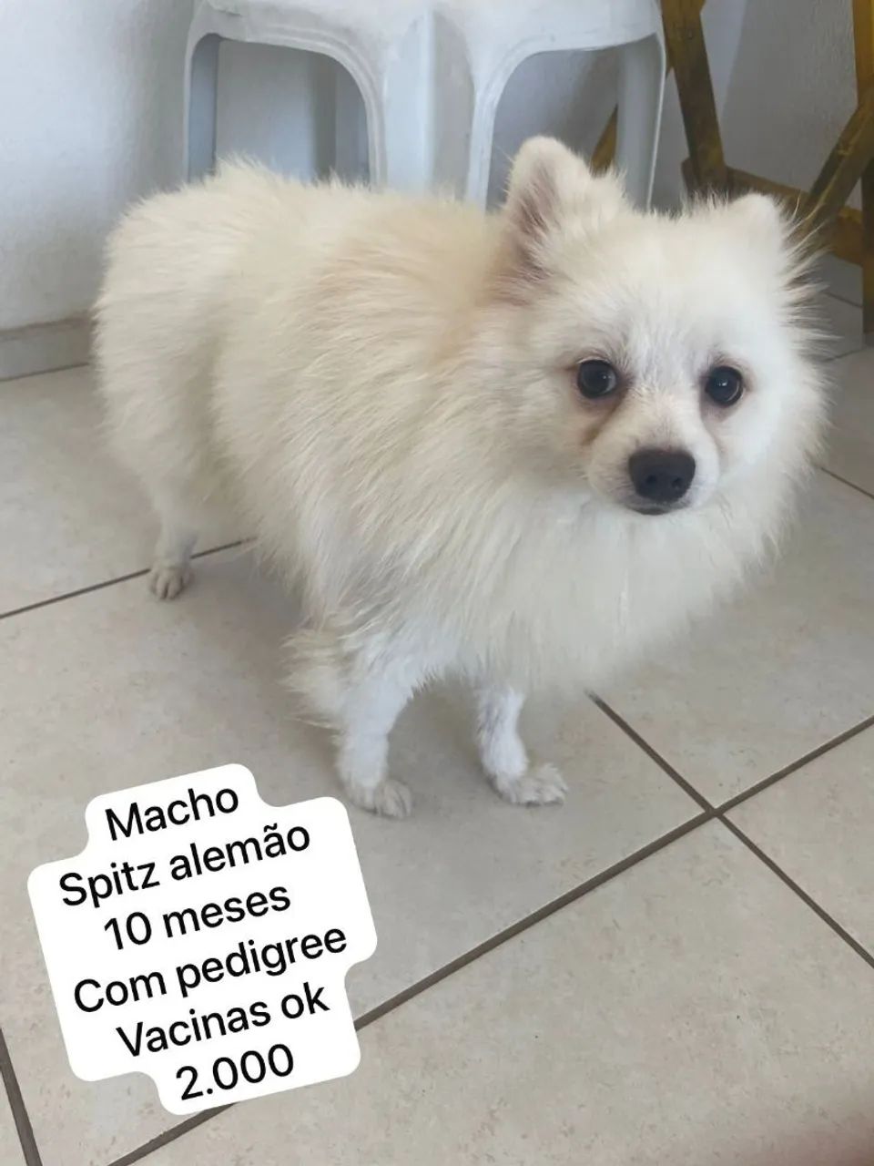 Cachorro  - Foto 5