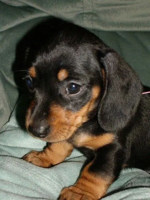 PROMOÇAO DE DASCHUND MINI  - Foto 4