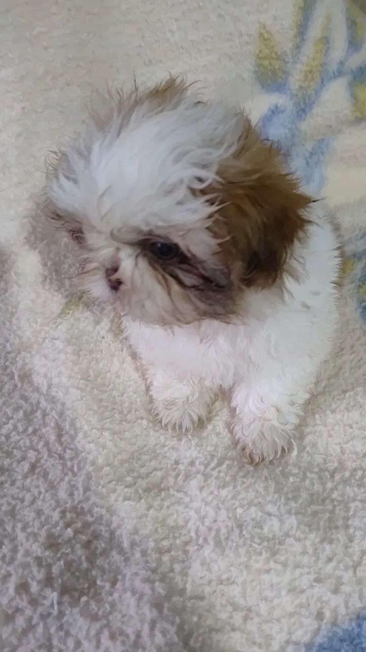 Filhotes de shih tzu - Foto 2