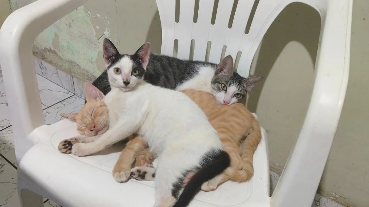 Gatinhos para Adoção  - Foto 4