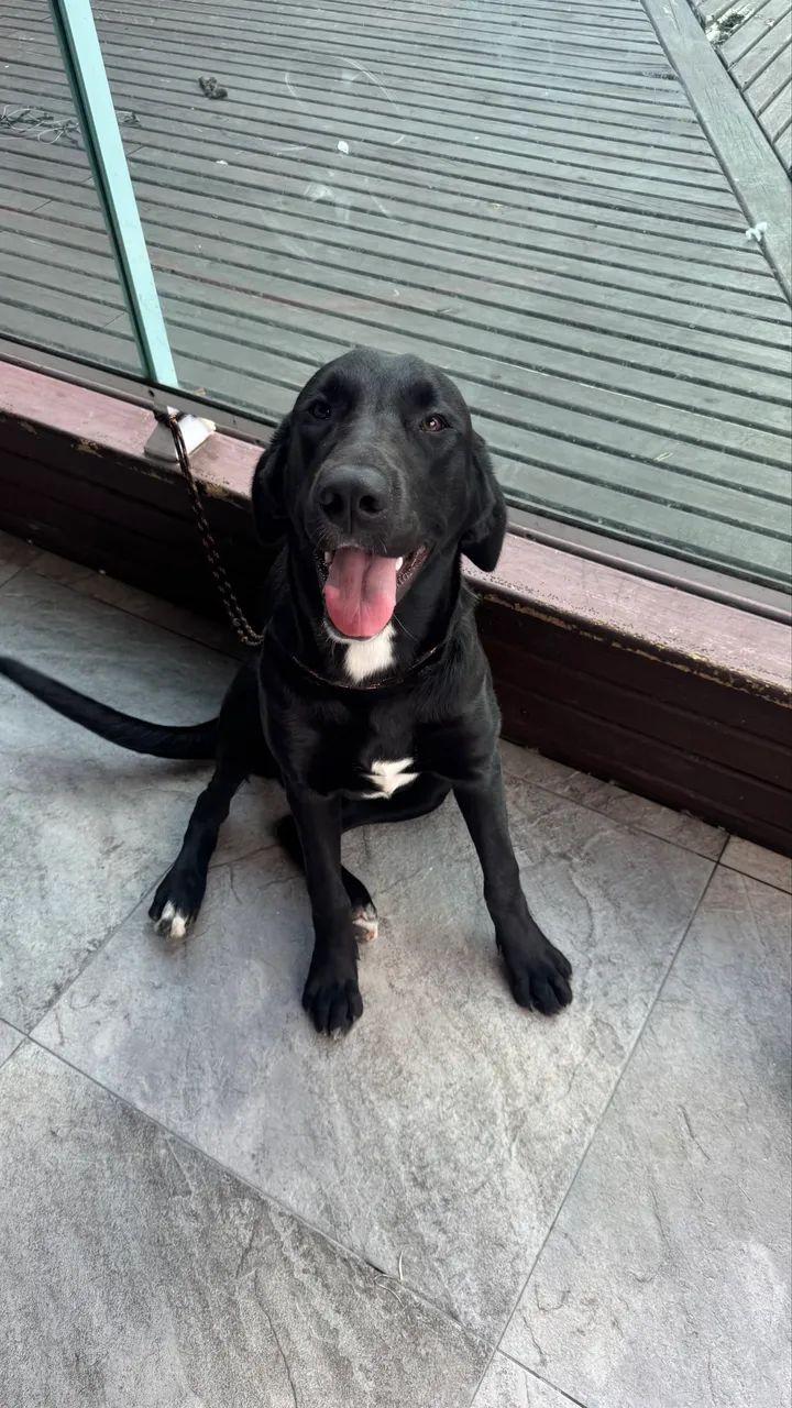 Doação cachorro - Foto 4