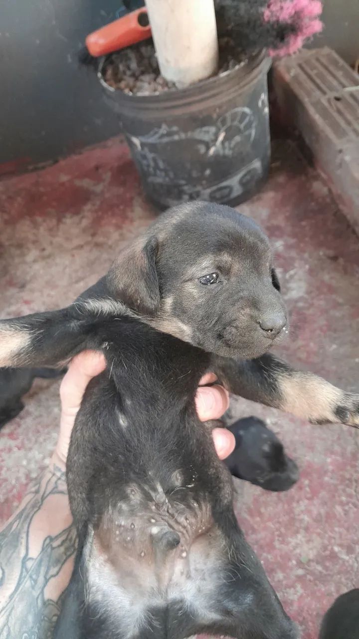 Doação de filhotes - Foto 4