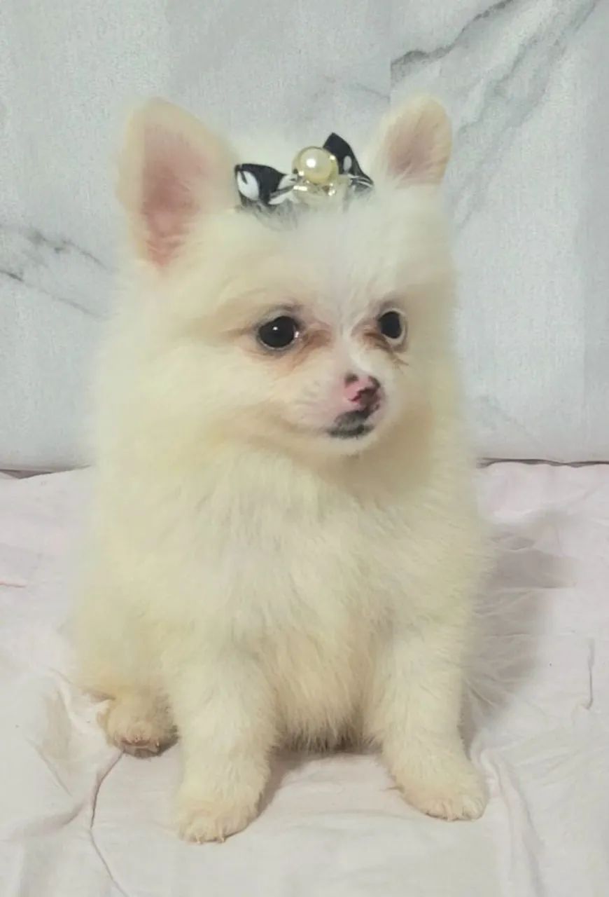 Spitz Alemão Fêmea com Pedigre - Foto 2