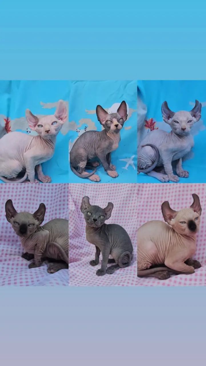Sphynx Elf Filhotes - Gatil BSB Cat 