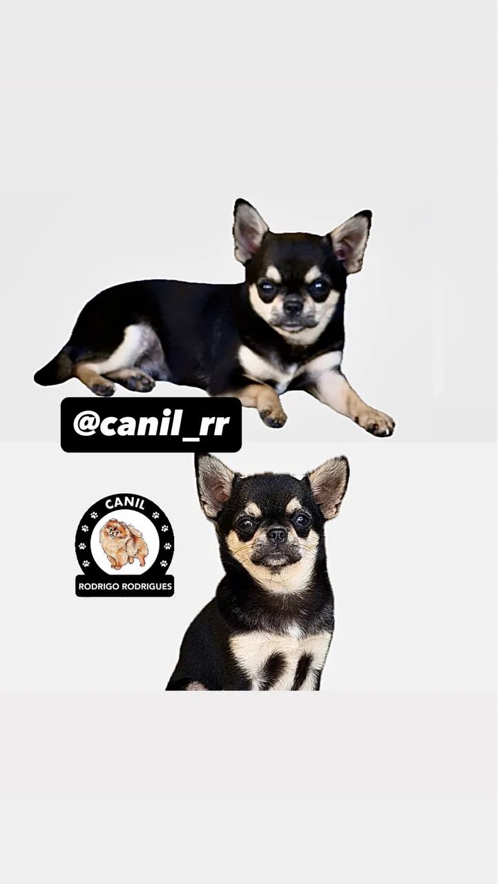 Chihuahua macho  - Foto 2