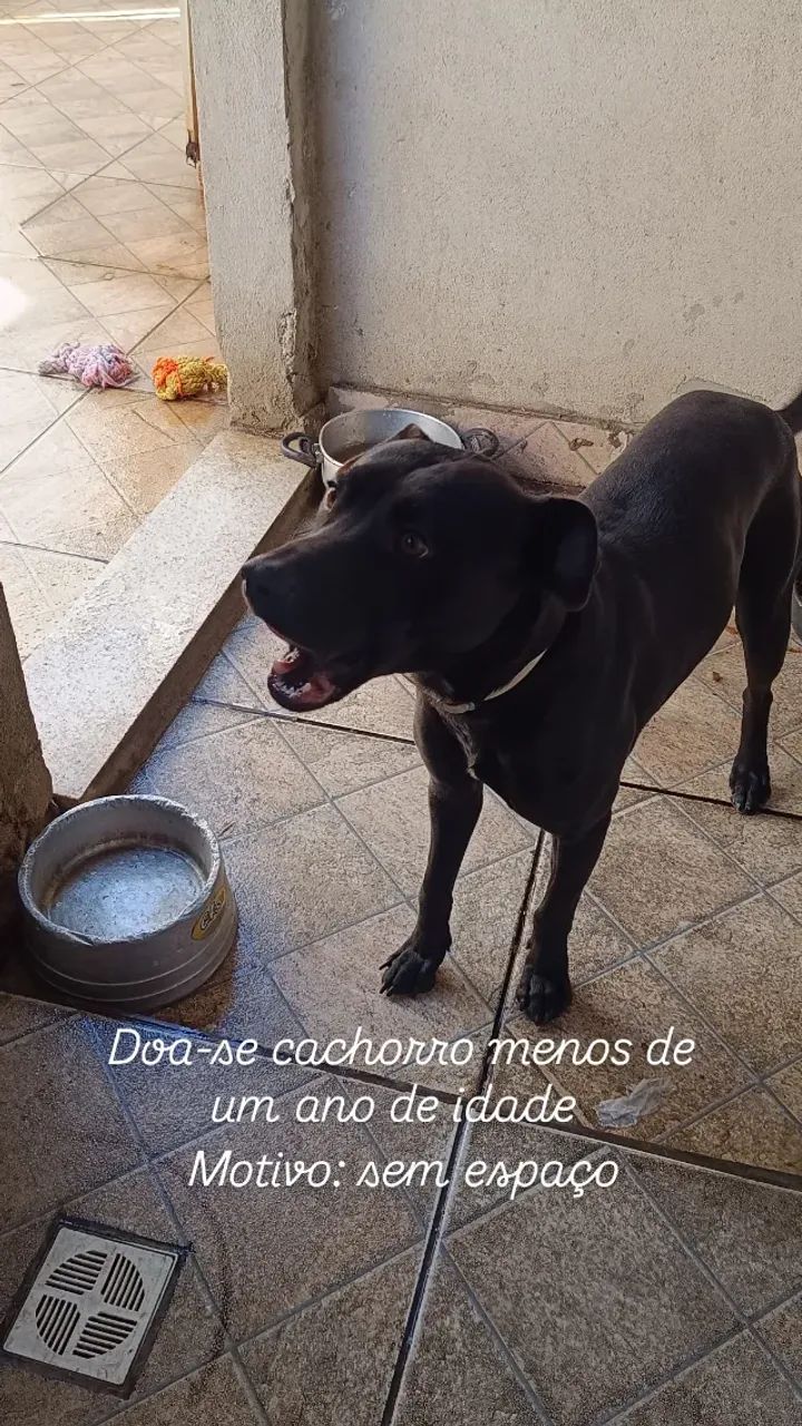 Cachorros