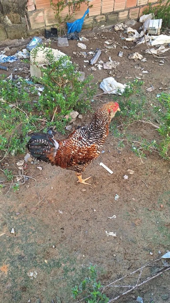 Galo - Foto 2
