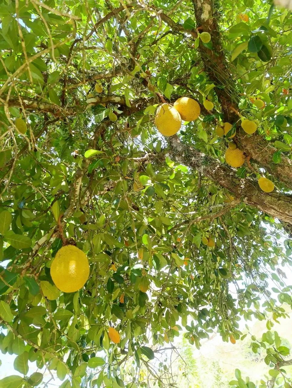 Sitio e chácara  - Foto 2